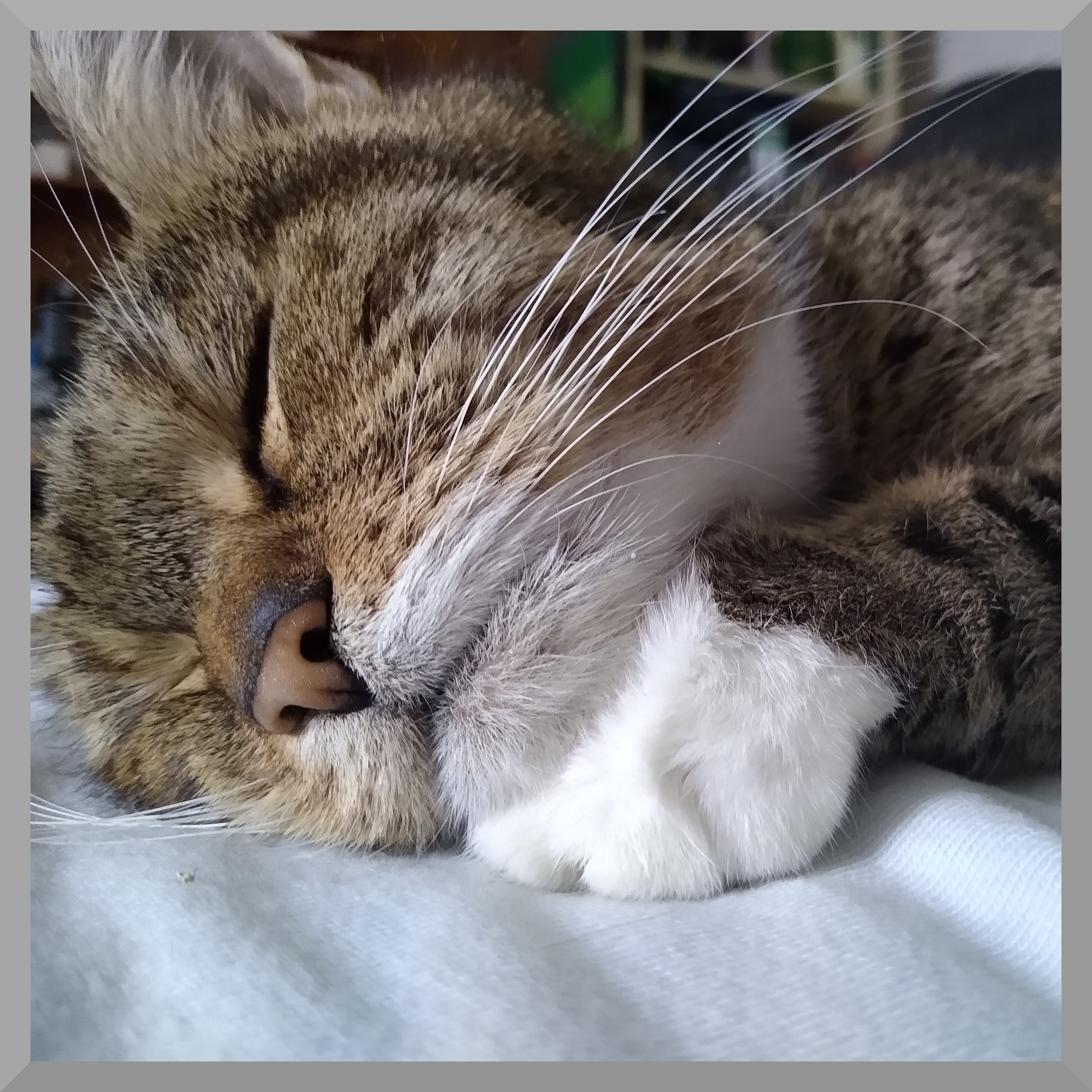 photo of a tabby cat sleeping;