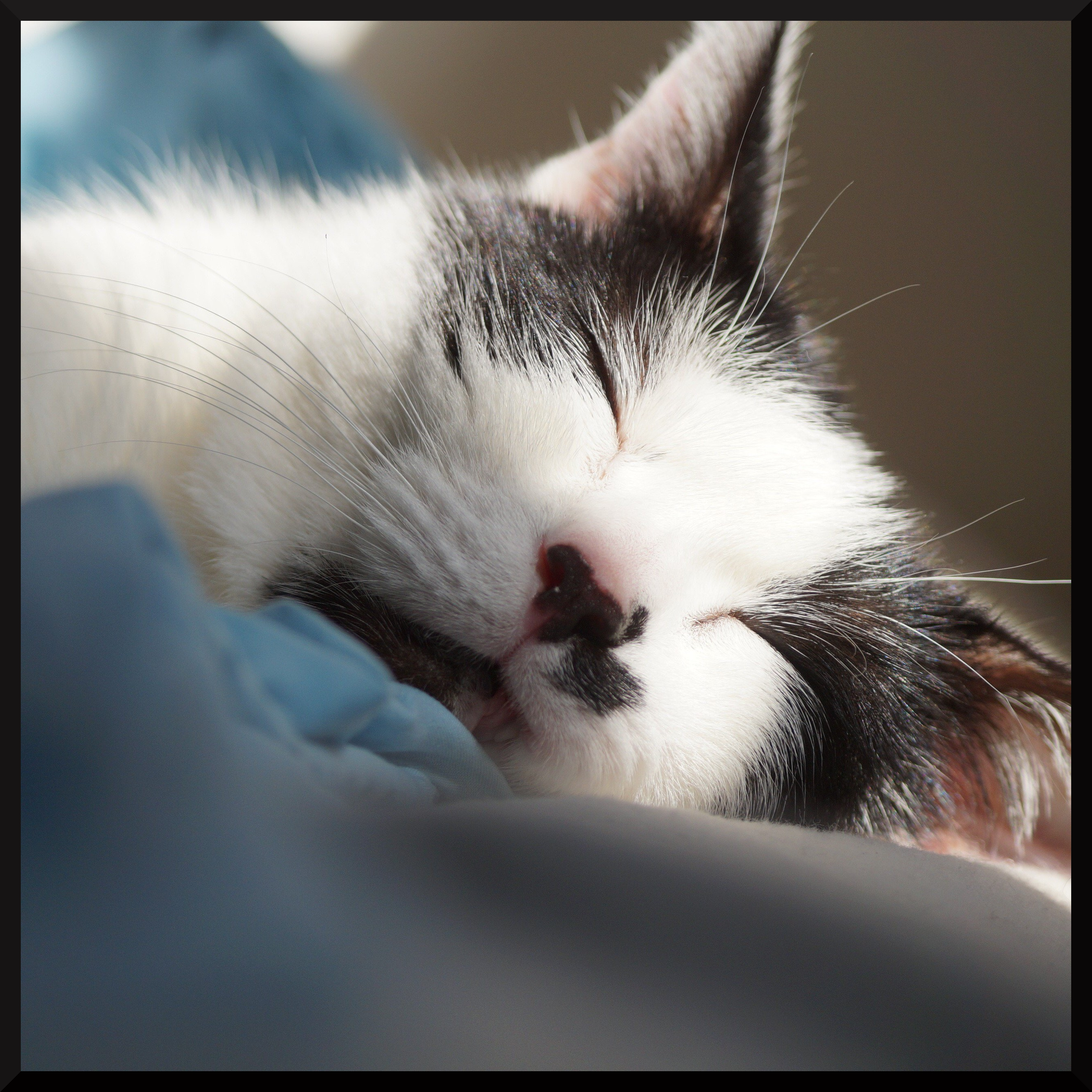 a two-colored cat sleeping;