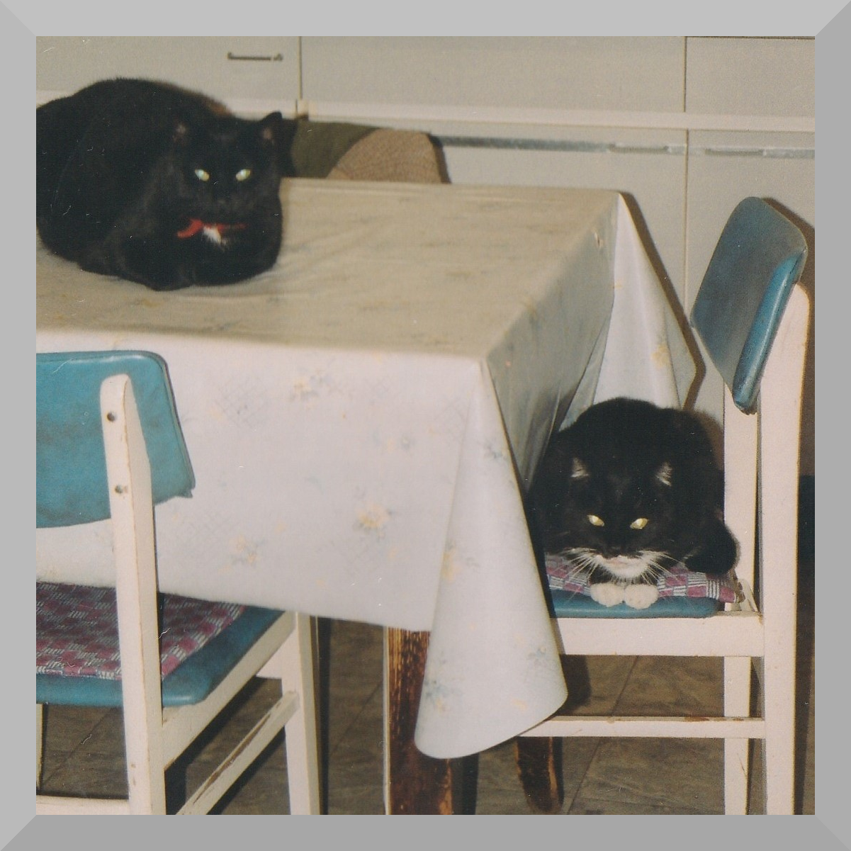 photo of 2 black cats;