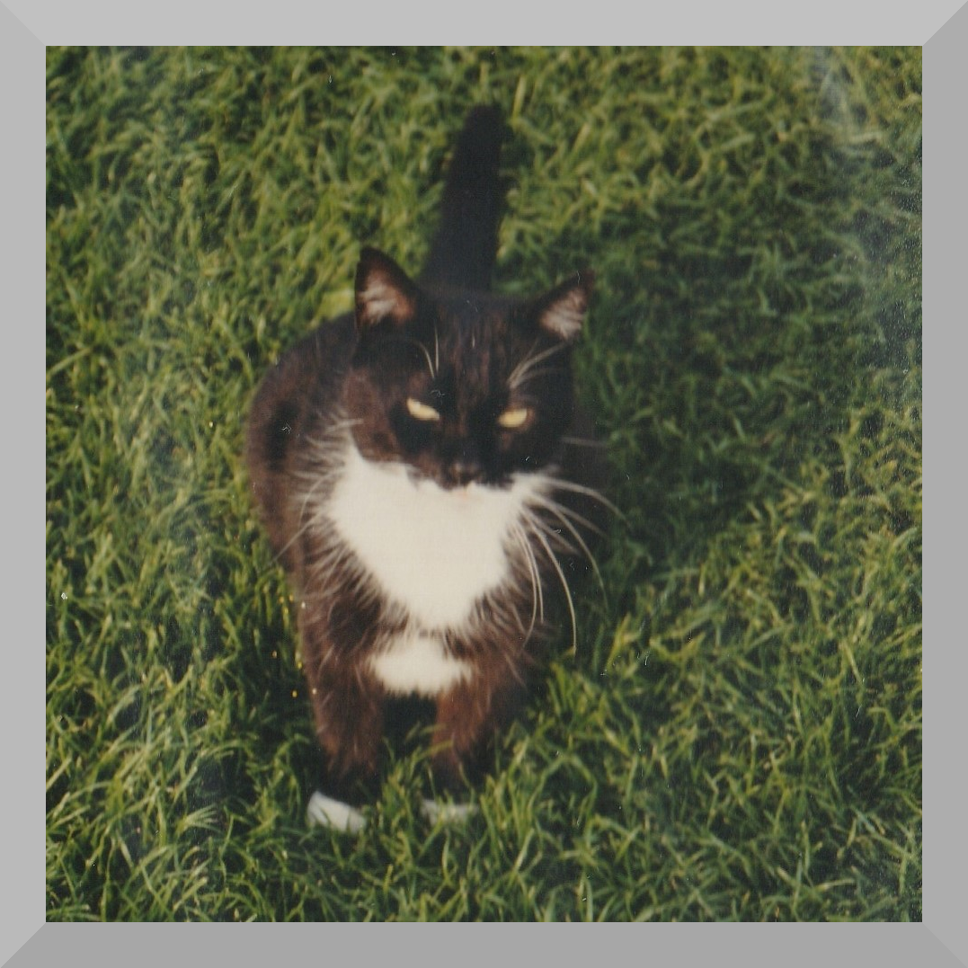 photo of a black and white cat sitting;