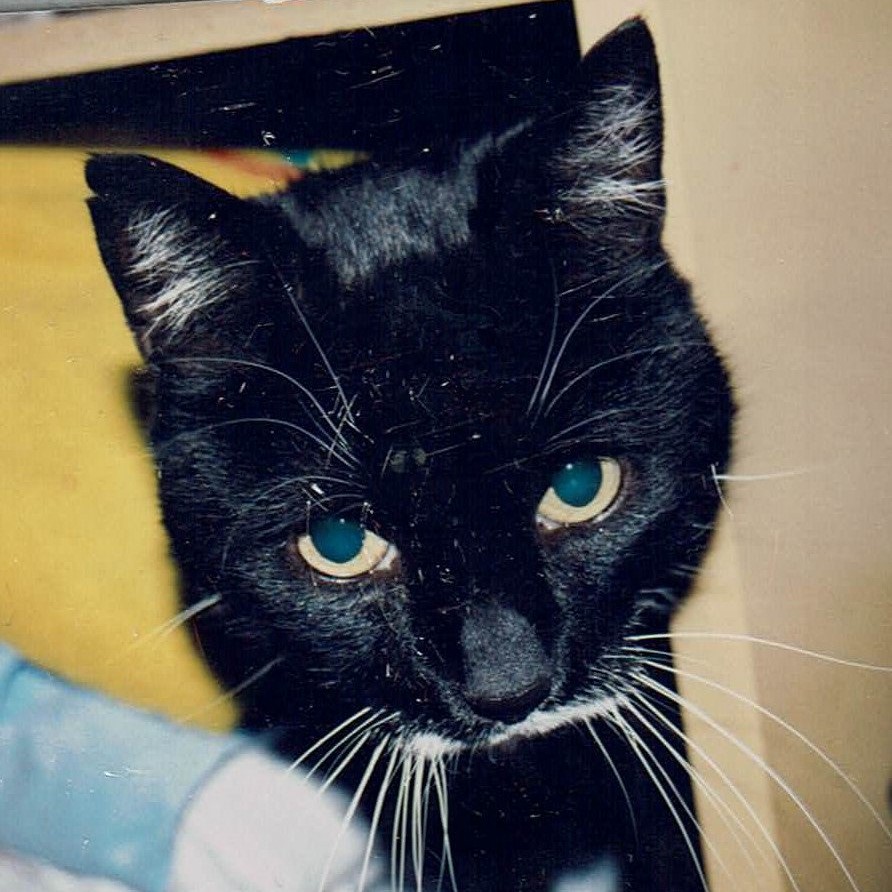 black and white cat portrait