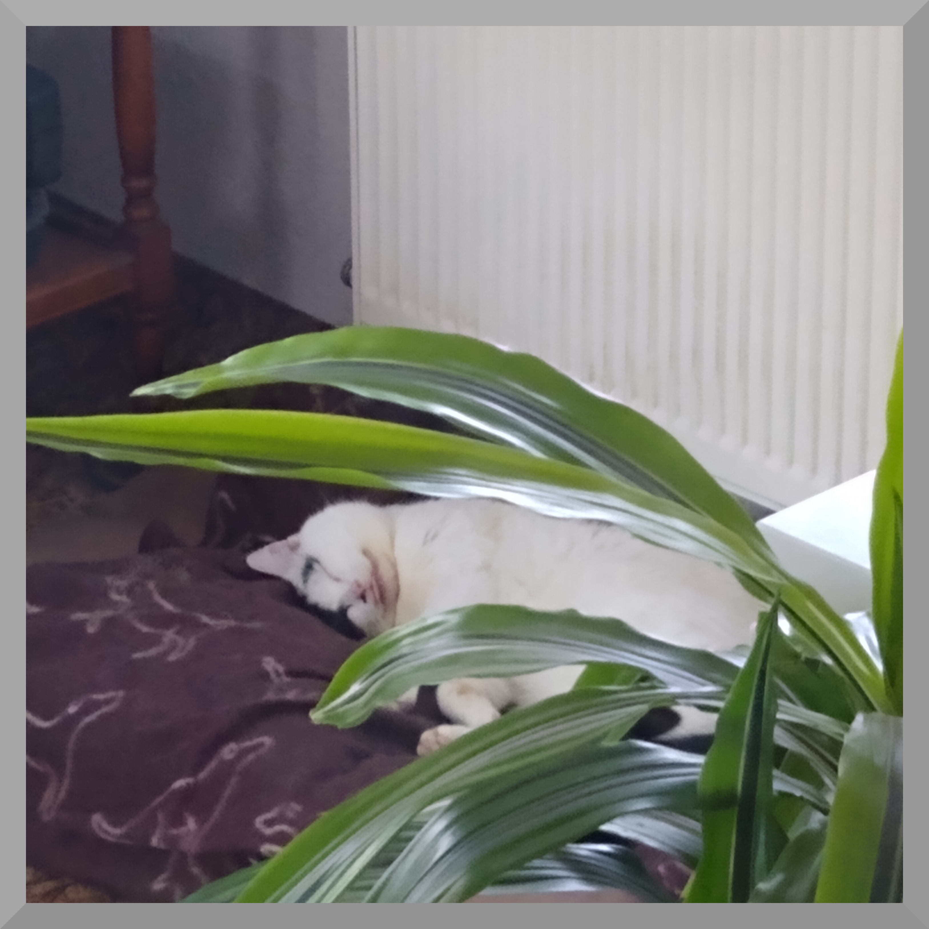 photo of a mostly white cat sleeping