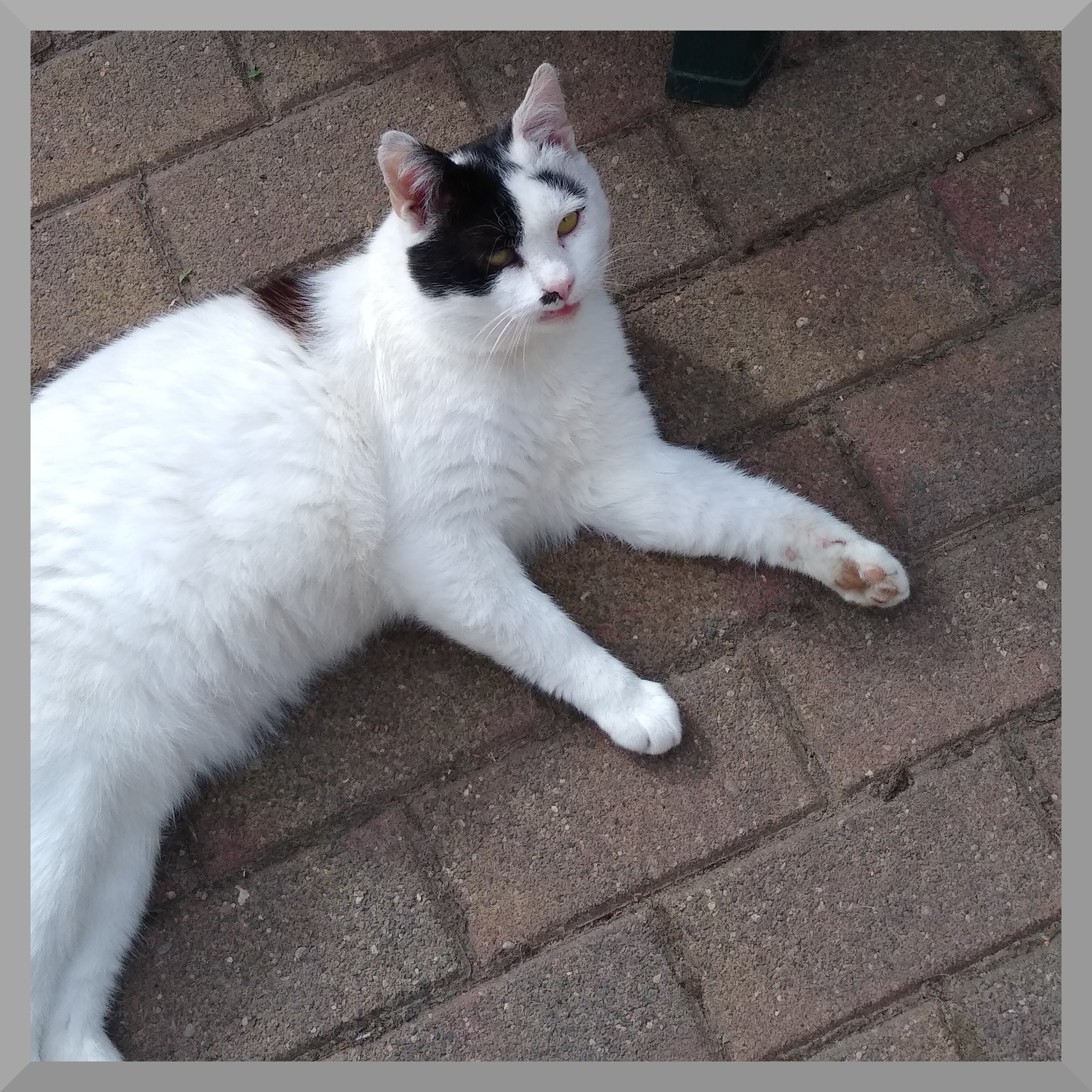 photo of a white and black cat